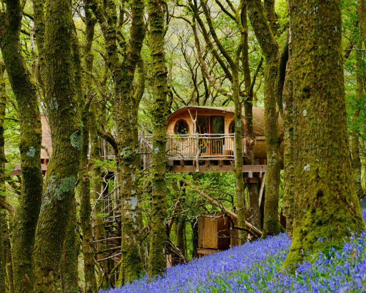 a treehouse in the woods with bluebells on the woodland floor