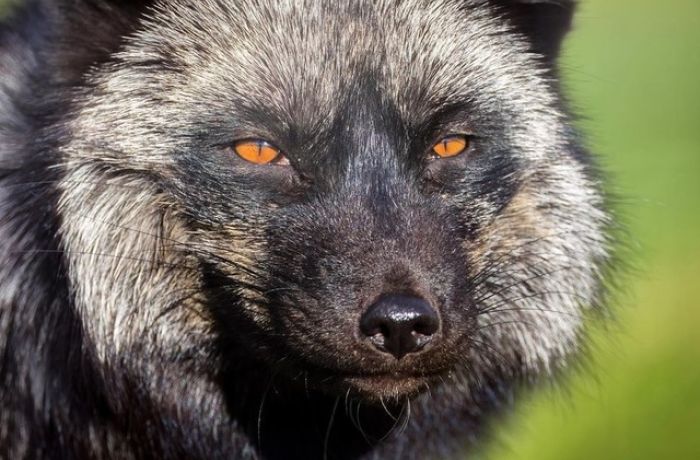 Silver fox seen on a fox encounter experience at a wildlife park in lincolnshire