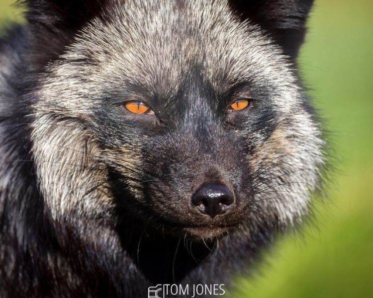 Silver fox seen on a fox encounter experience at a wildlife park in lincolnshire