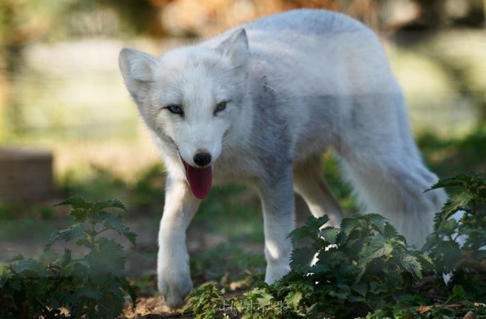 Arctic fox in enclosure in wildlife park in lincolnshire