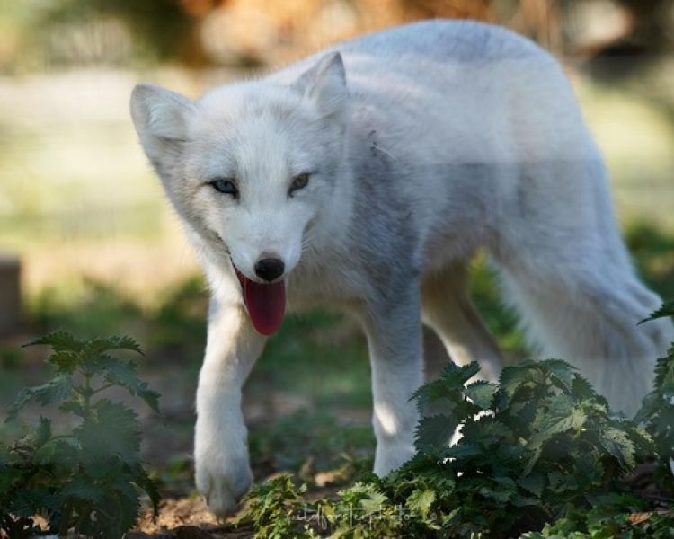 Arctic fox in enclosure in wildlife park in lincolnshire