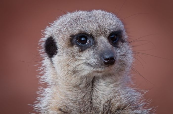 Meerkat seen on a meerkat encounter experience at a wildlife park in lincolnshire