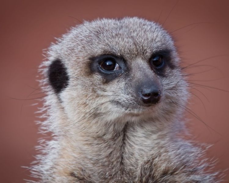 Meerkat seen on a meerkat encounter experience at a wildlife park in lincolnshire