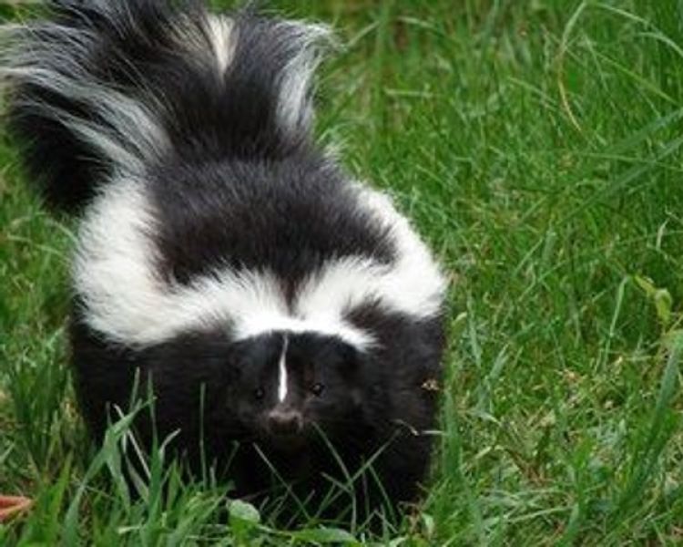 Striped skunk seen on a skunk encounter experience at wildlife park in lincolnshire