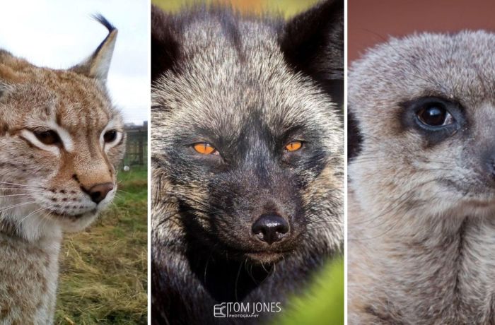 Split photo showing a wildcat silver fox and meerkat for an animal encounter experience