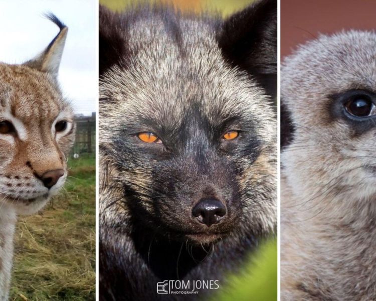 Split photo showing a wildcat silver fox and meerkat for an animal encounter experience