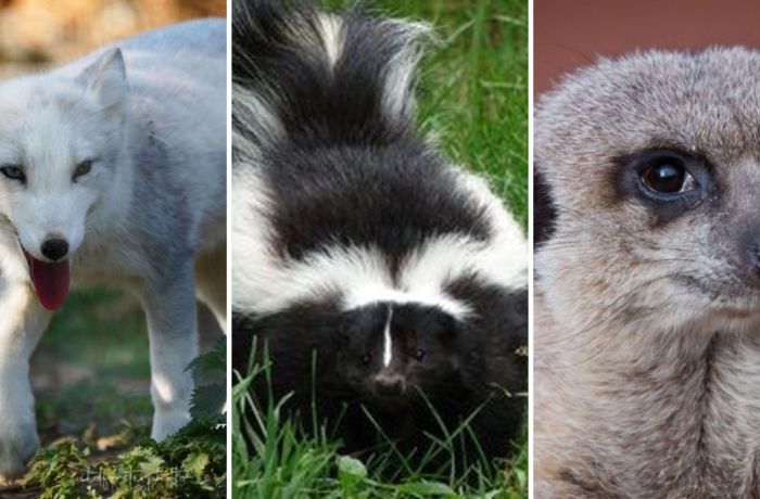 Split photo showing an arctic fox striped skunk and meerkat for an animal encounter experience