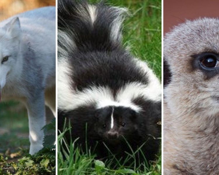 Split photo showing an arctic fox striped skunk and meerkat for an animal encounter experience
