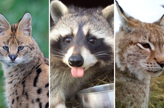 Split photo showing an serval racoon and a wildcat for an animal encounter experience