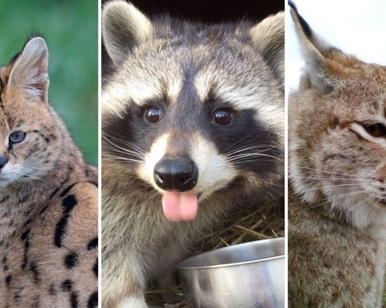 Split photo showing an serval racoon and a wildcat for an animal encounter experience