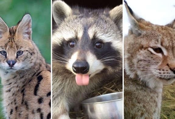 Split photo showing an serval racoon and a wildcat for an animal encounter experience