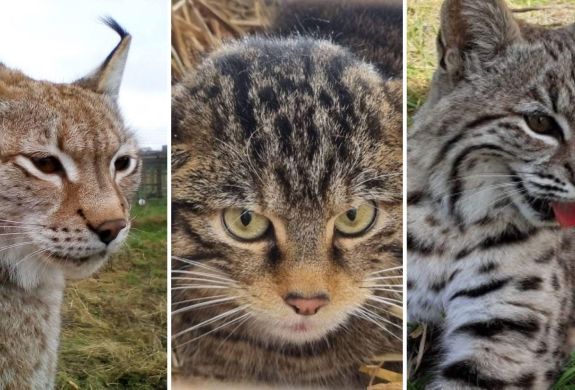 Split photo showing three different wildcats for an animal encounter experience