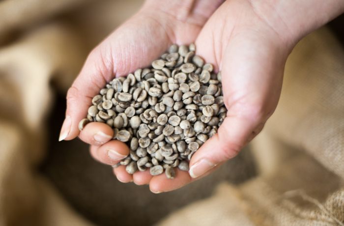 hands holding coffee beans on a learn to roast coffee beans workshop