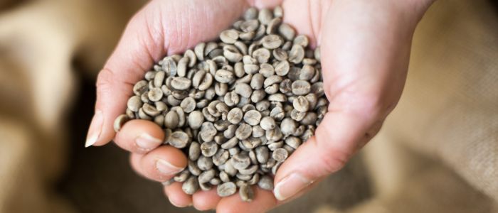 hands holding coffee beans on a learn to roast coffee beans workshop