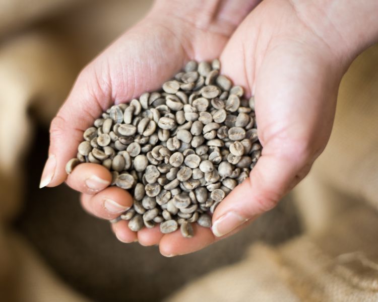hands holding coffee beans on a learn to roast coffee beans workshop