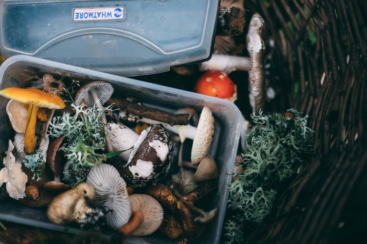 Tin of foraged mushrooms