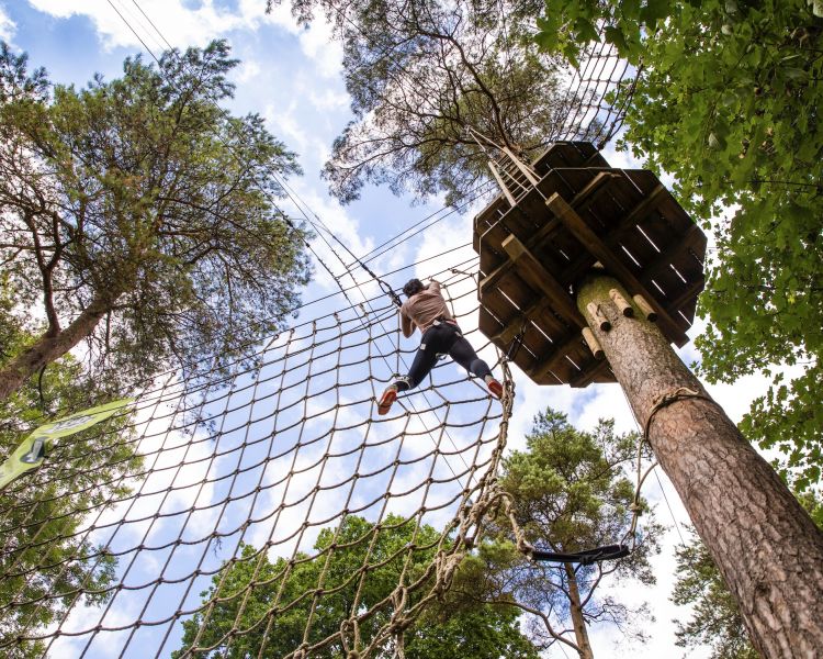 looking up at person on go ape treetop challenge course