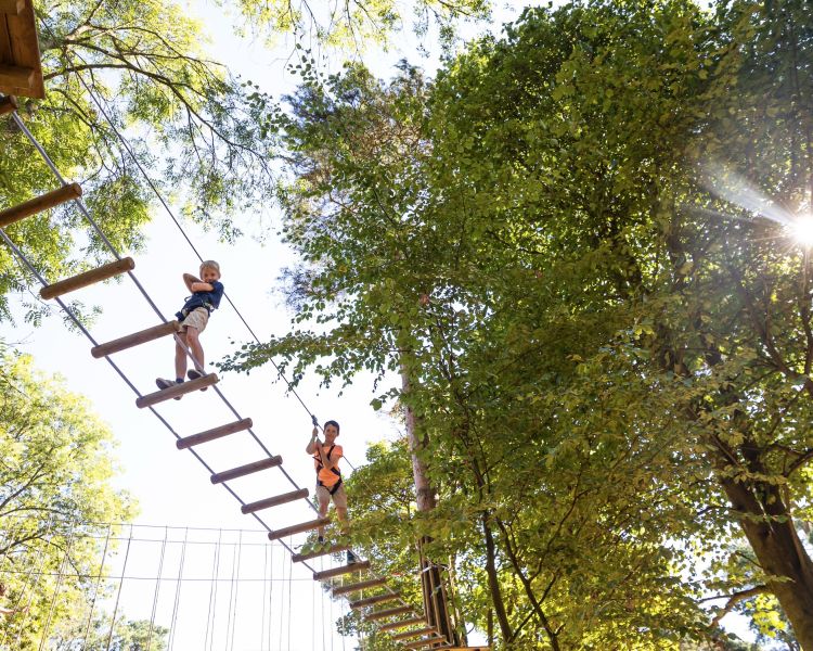looking up at kids on the treetop adventure course at go ape