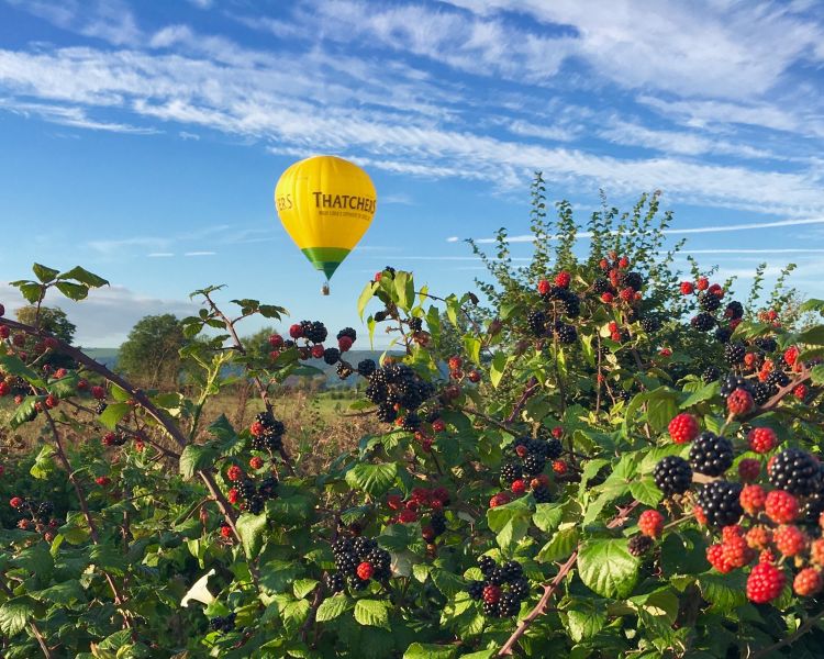Hot air balloon in sky seen through blackberry bush