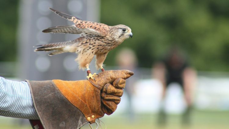 Kestrel landing on gloved hand