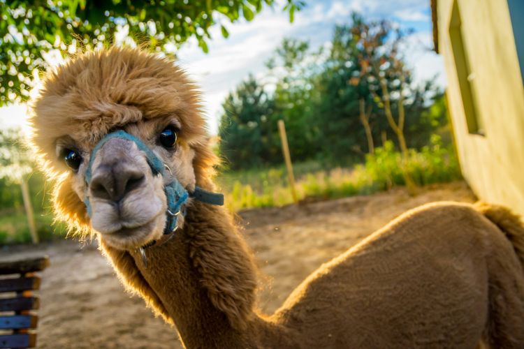A brown alpaca in the sunlight