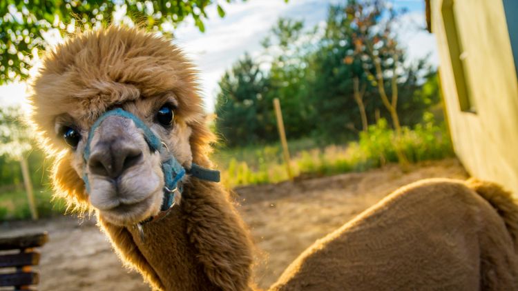 A brown alpaca in the sunlight
