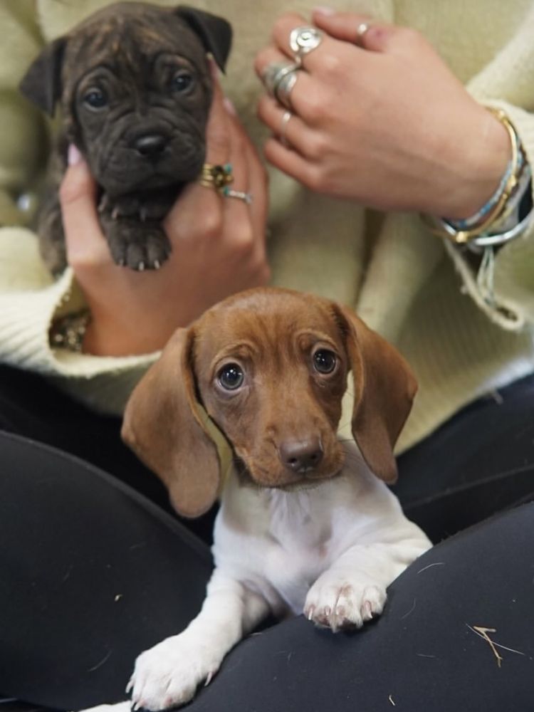 Puppies having cuddles