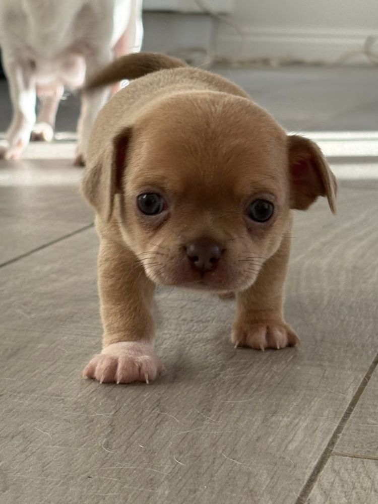 Puppy experience