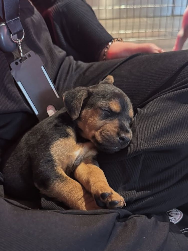 Puppy sleeping