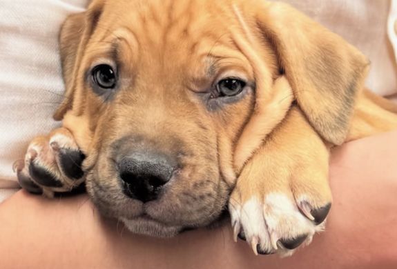Puppy therapy 2