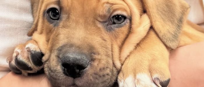 Puppy therapy 2