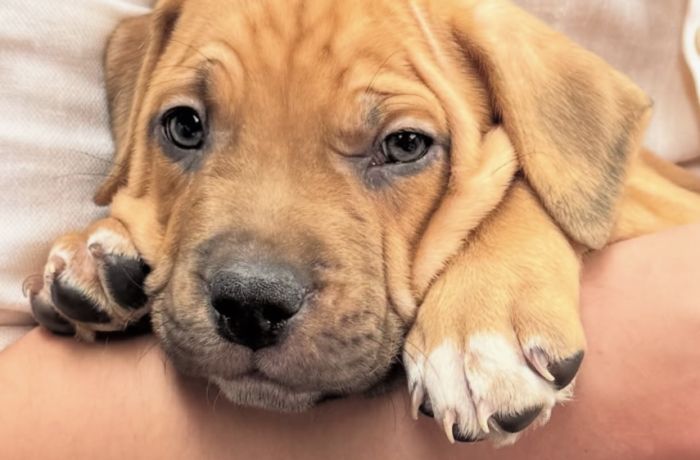 Puppy therapy 2