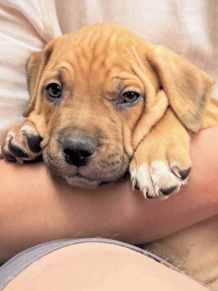 Puppy therapy 2