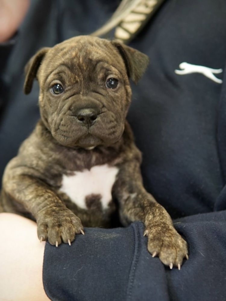 Puppy therapy 3