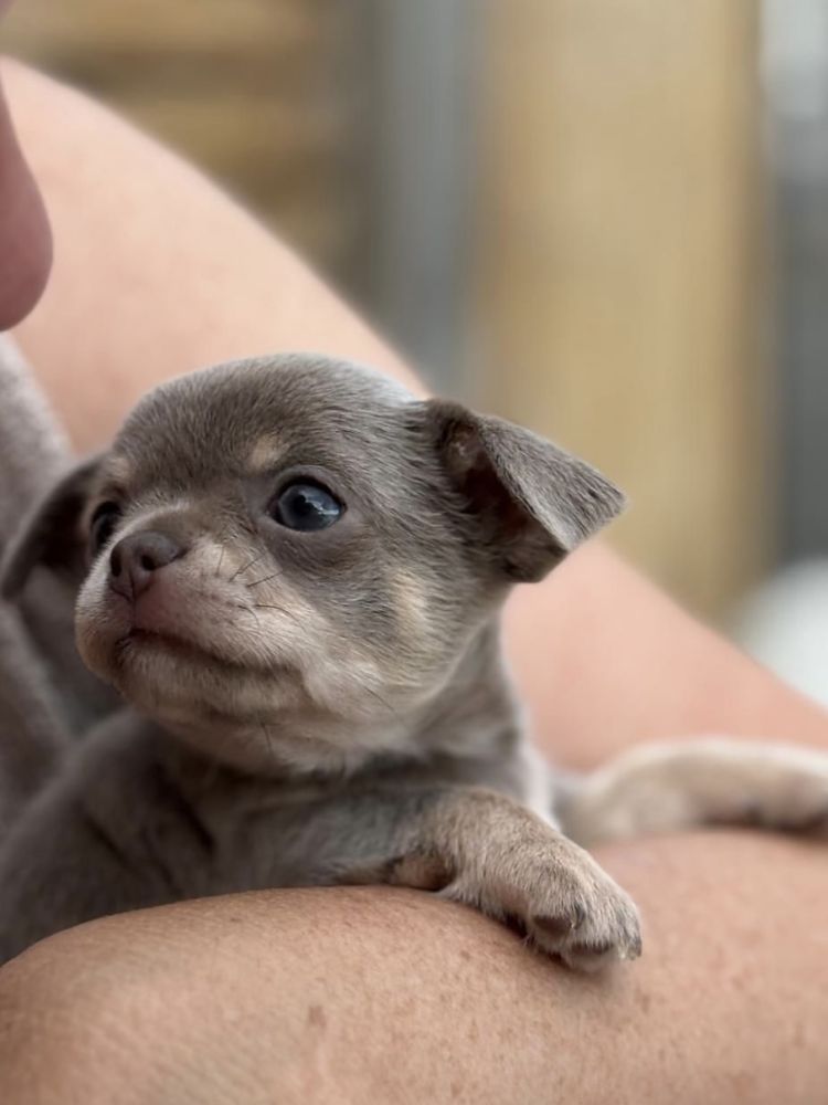 Puppy therapy experience