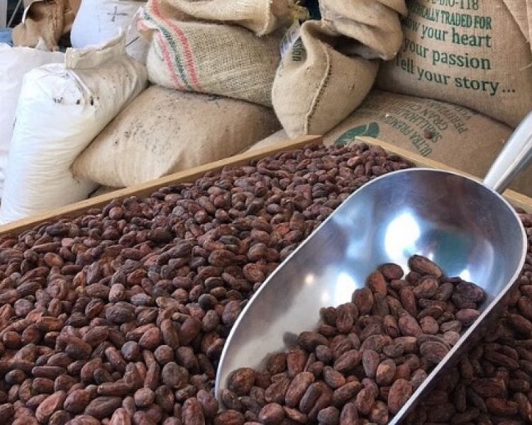 Cocoa beans seen on chocolate factory tour