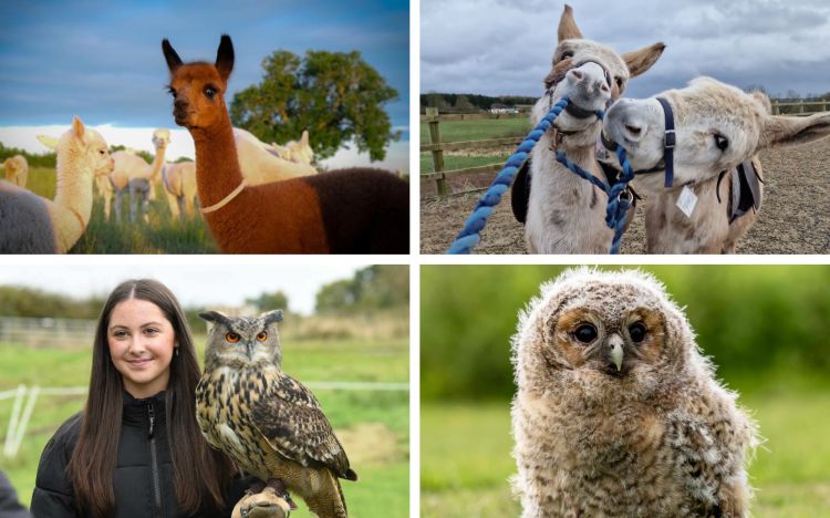 Gift card animal encounters