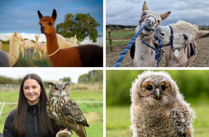 Gift card animal encounters