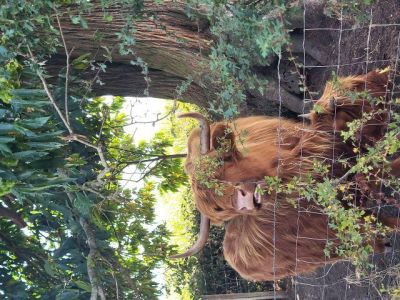 2026 08 10 Highland Cow 7