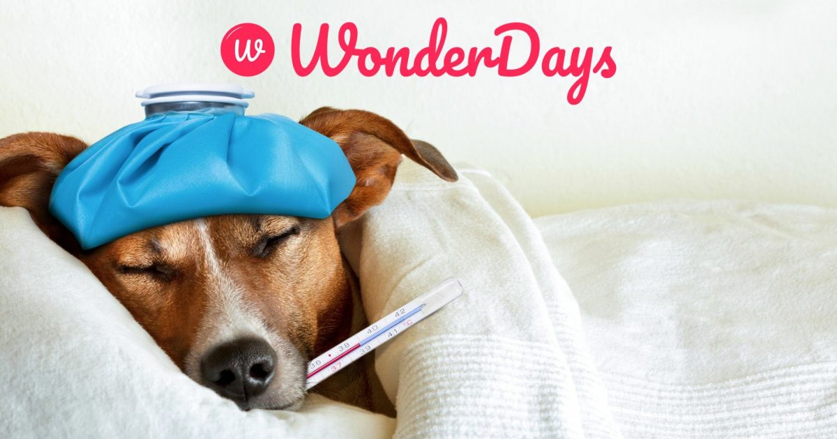 Days out that may tempt you to pull a sickie (and… WonderDays™
