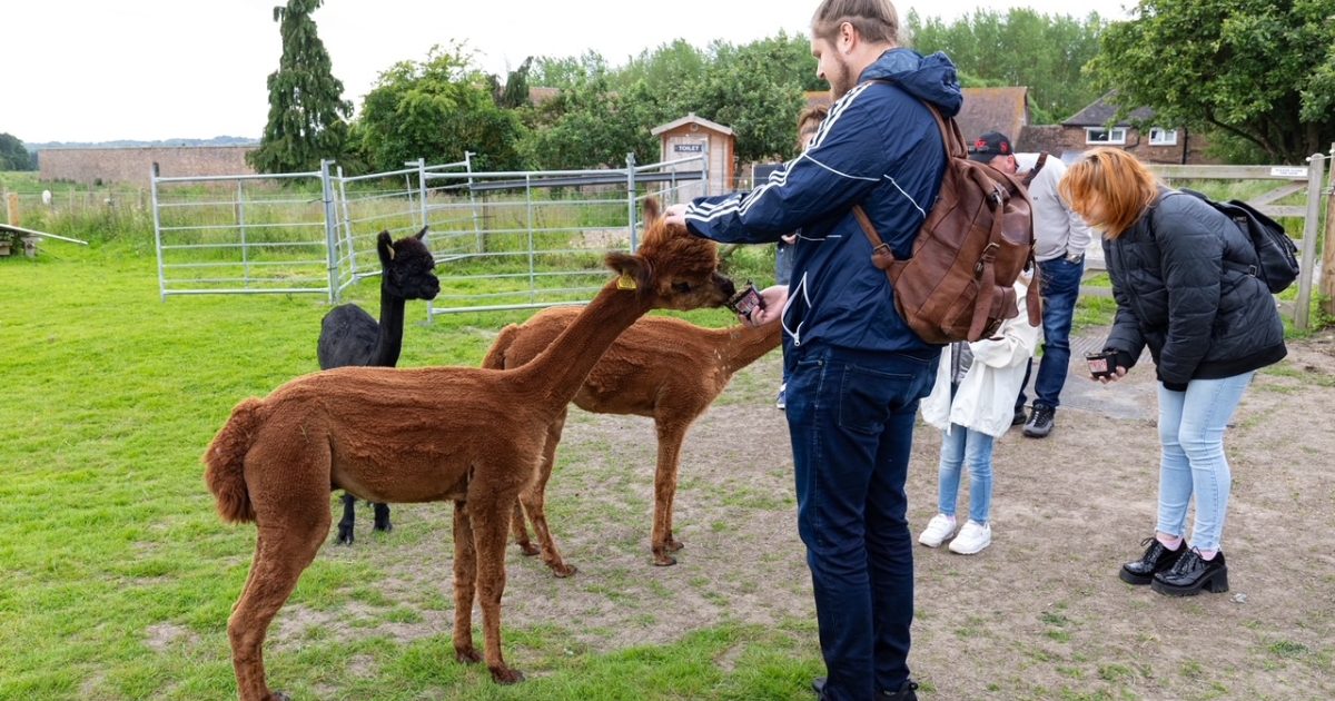 Alpaca Meet & Greet With Afternoon Tea In Shropshire… | WonderDays