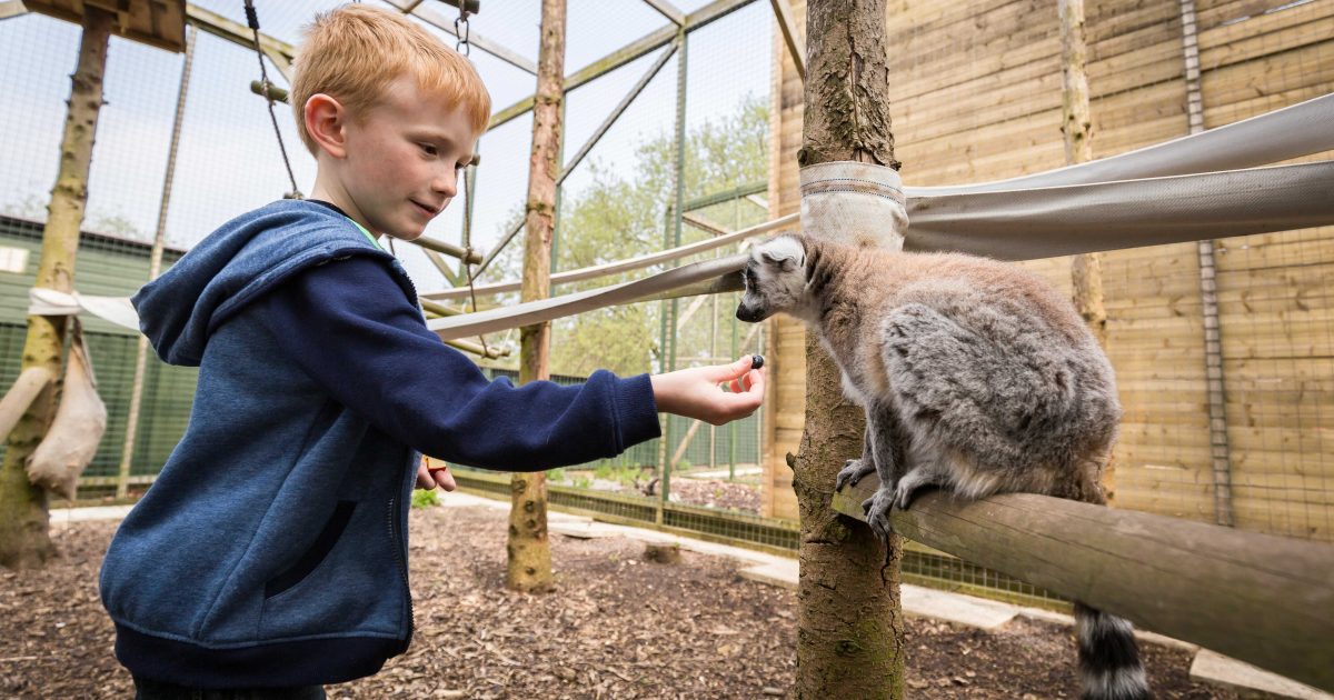 Half Day Junior Zoo Keeper Experience at Hoo Zoo | WonderDays
