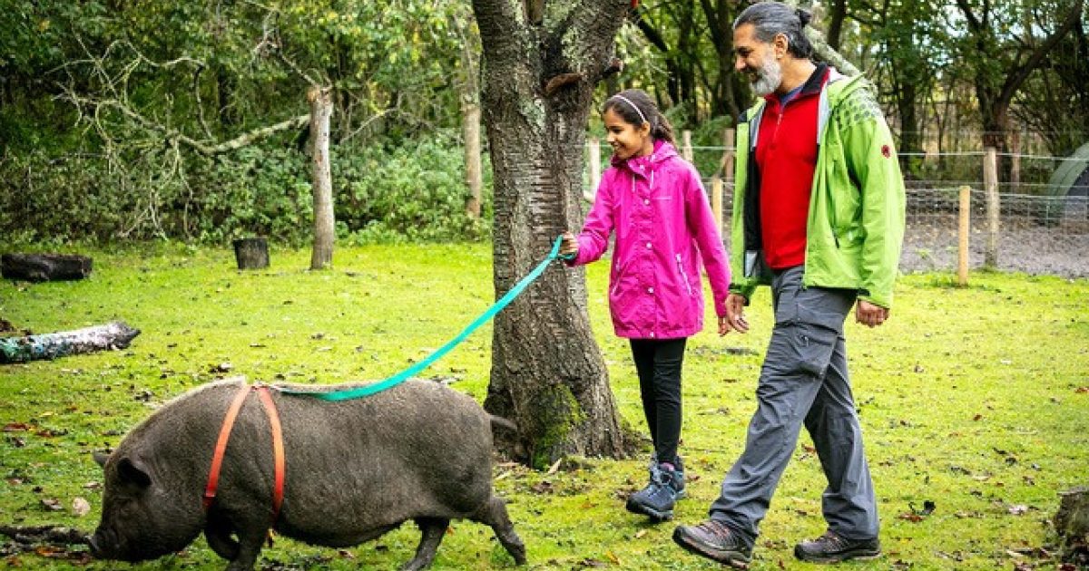 Micro Pig Walk and Tea & Cakes | WonderDays