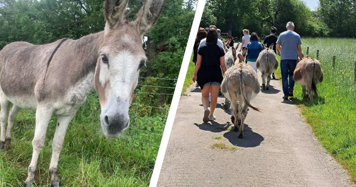 Donkey Walk and Grooming Experience | WonderDays